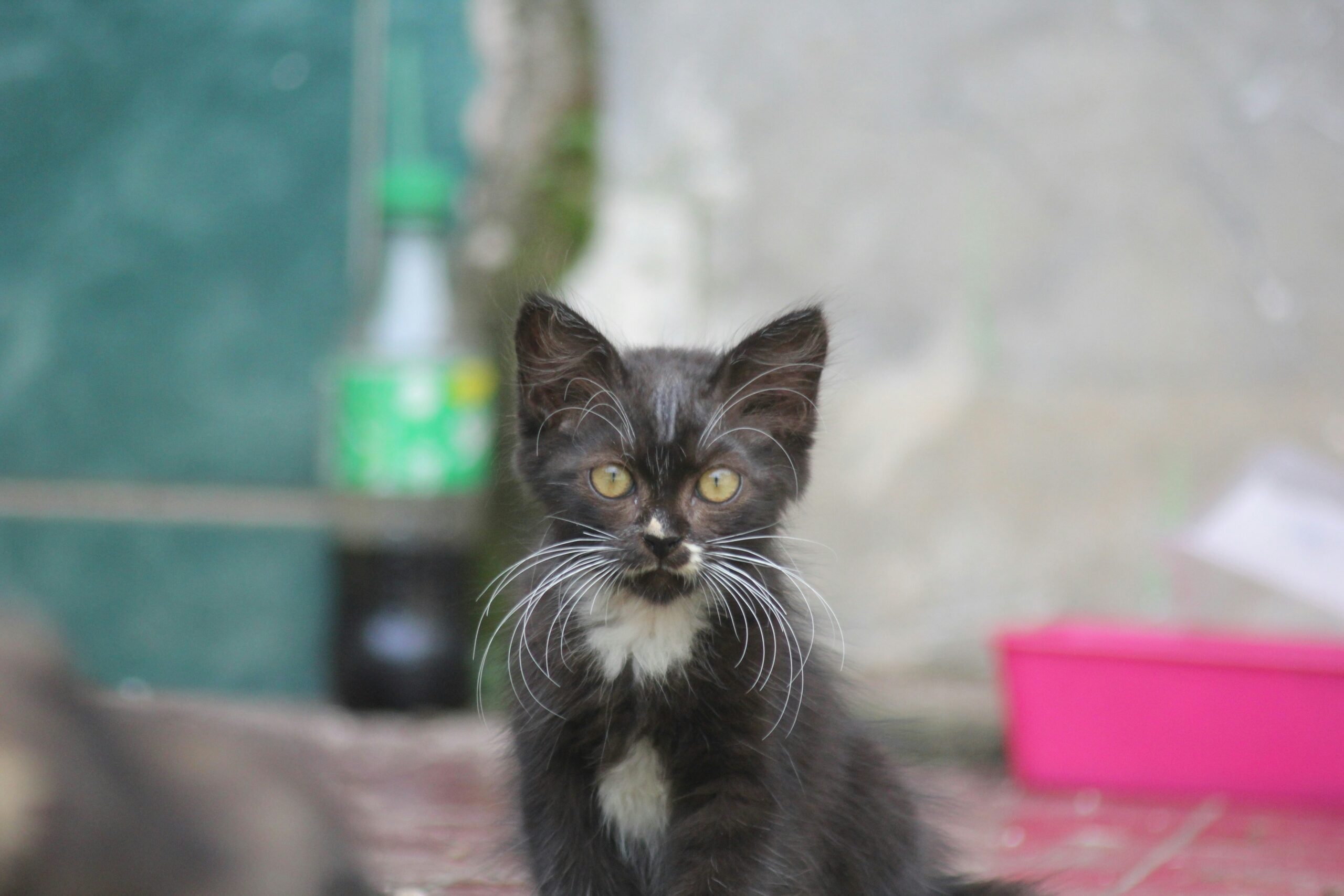 a black and white kitten sitting on a tile floor